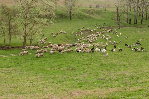 Las ovejas y las cabras pastan en la hierba verde en primavera.