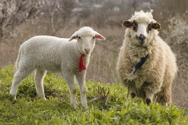 Las ovejas y las cabras pastan en la hierba verde en primavera