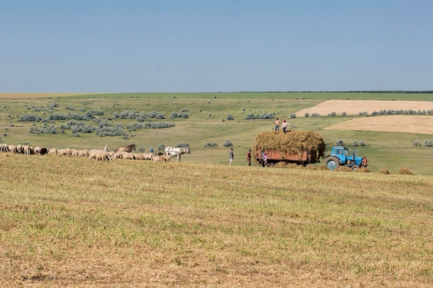 Las ovejas y las cabras pastan en la hierba verde en primavera