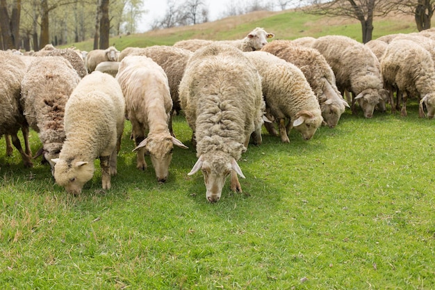 Las ovejas y las cabras pastan en la hierba verde en primavera