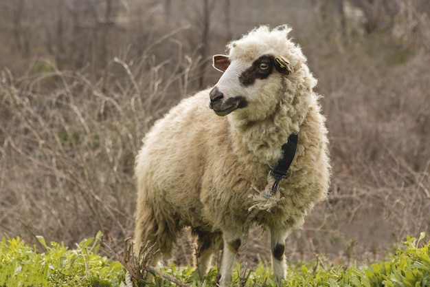 Las ovejas y las cabras pastan en la hierba verde en primaverax9