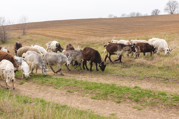 Las ovejas y las cabras pastan en la hierba verde en primaverax9