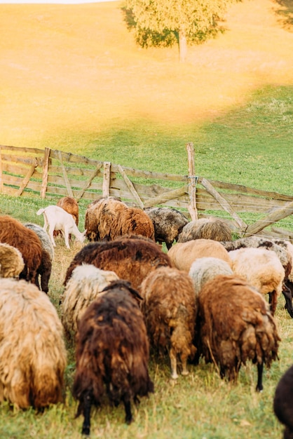 Foto ovejas y cabras en el pasto