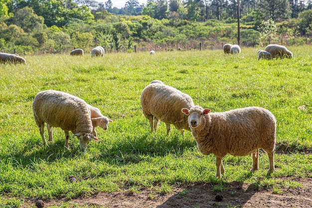 Ovejas con cachorros en un campo verde