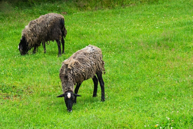 Foto las ovejas camperas pastan en el prado