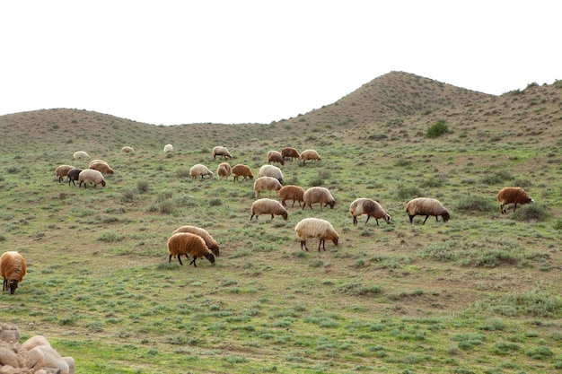 Las ovejas en el campo comen hierba