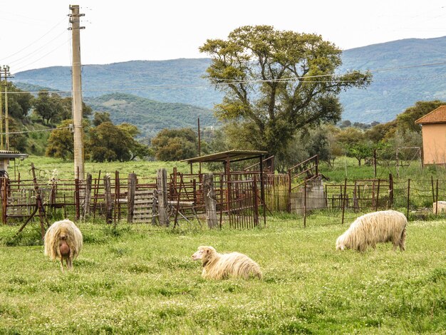 Foto las ovejas en el campo contra el cielo