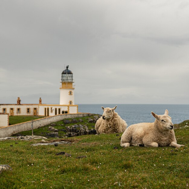 Foto ovejas en el campo junto al faro de neist point en la isla de skye, escocia