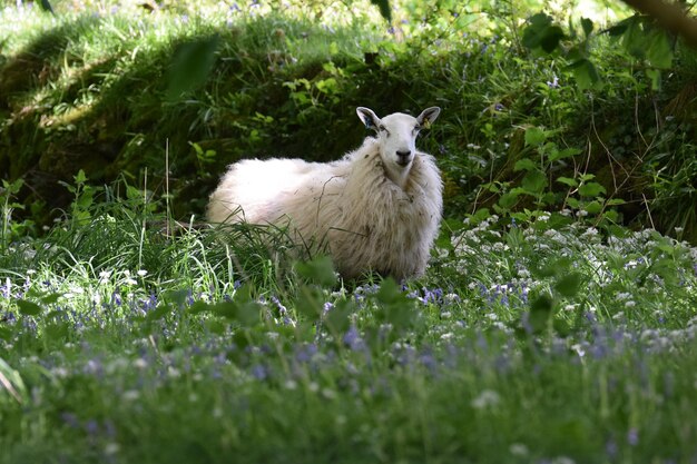 Foto las ovejas en un campo