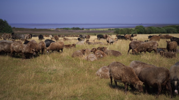 Foto las ovejas en un campo