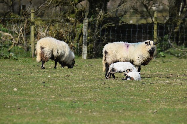 Las ovejas en un campo