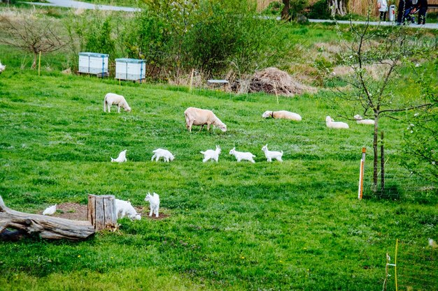 Foto ovejas en el campo