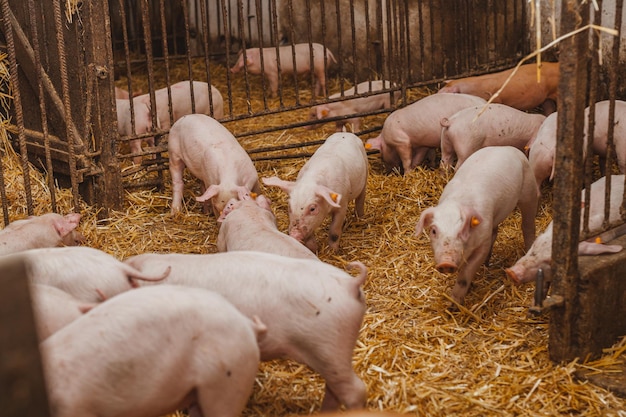 Las ovejas en un campo