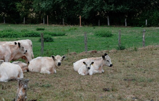 Foto las ovejas en un campo