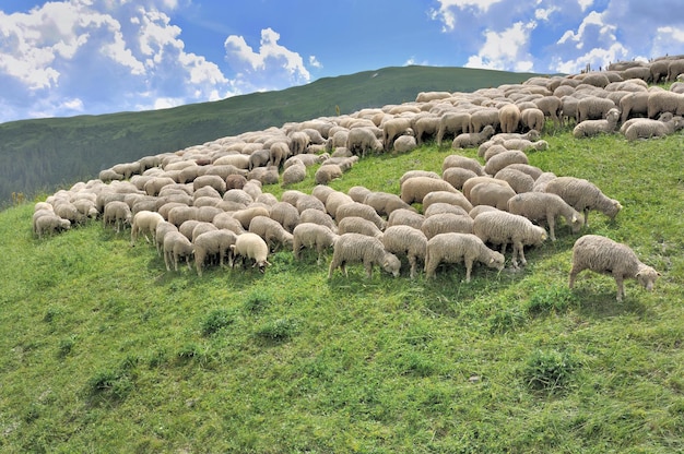 Foto ovejas en un campo