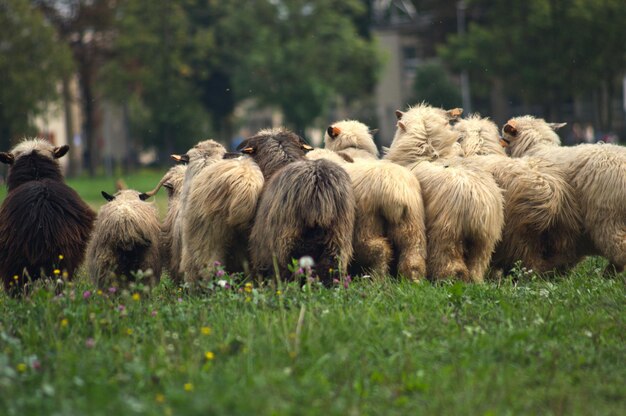 Foto las ovejas en un campo