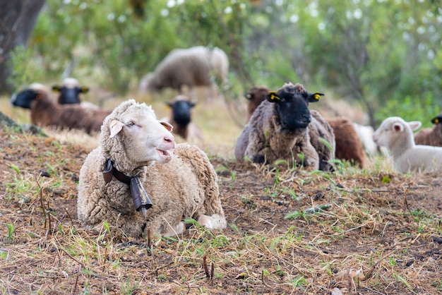 Foto las ovejas en un campo