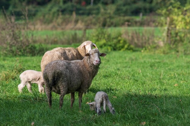 Foto las ovejas en un campo