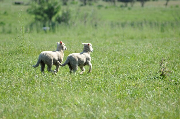 Foto ovejas en el campo