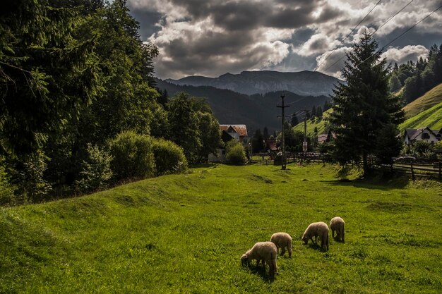 Foto las ovejas en un campo