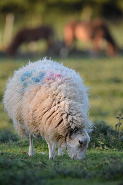 Foto las ovejas en un campo