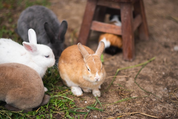 Foto las ovejas en un campo