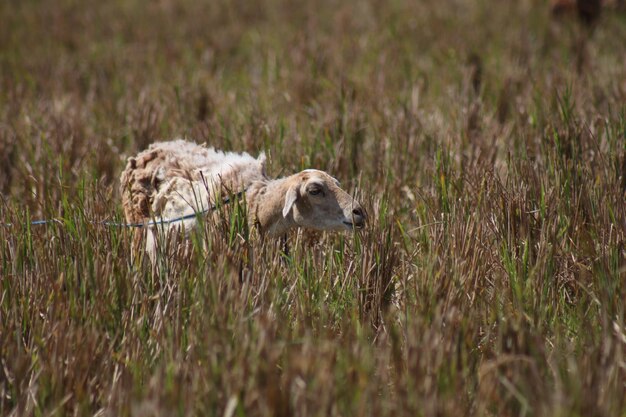 Foto las ovejas en un campo