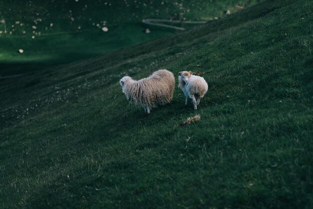 Foto las ovejas en el campo