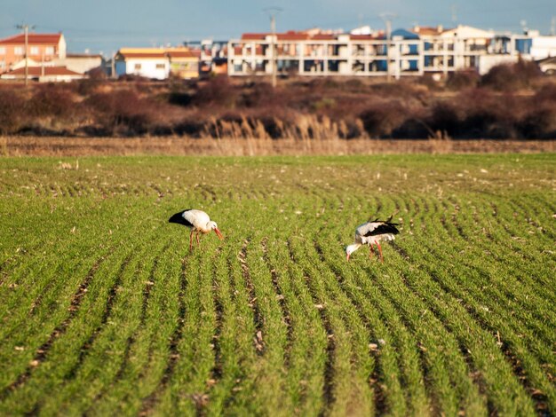 Foto las ovejas en el campo