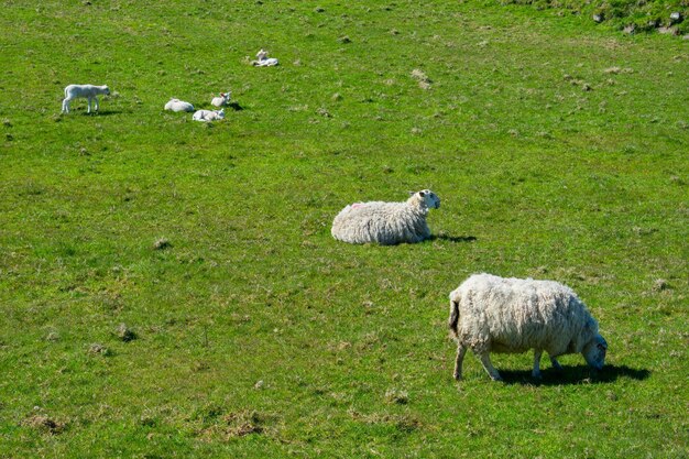 Las ovejas en un campo