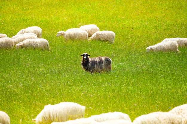 Foto ovejas en un campo