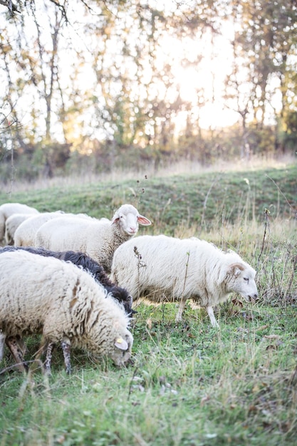 Foto ovejas en el campo