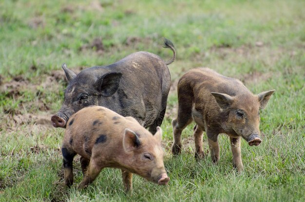 Ovejas en el campo