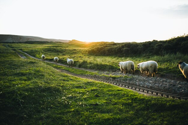 Foto ovejas en el campo