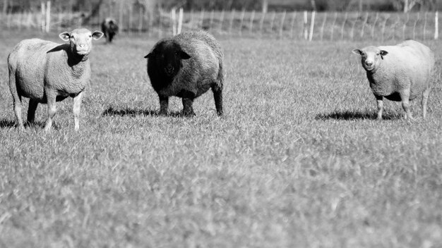 Foto las ovejas en un campo