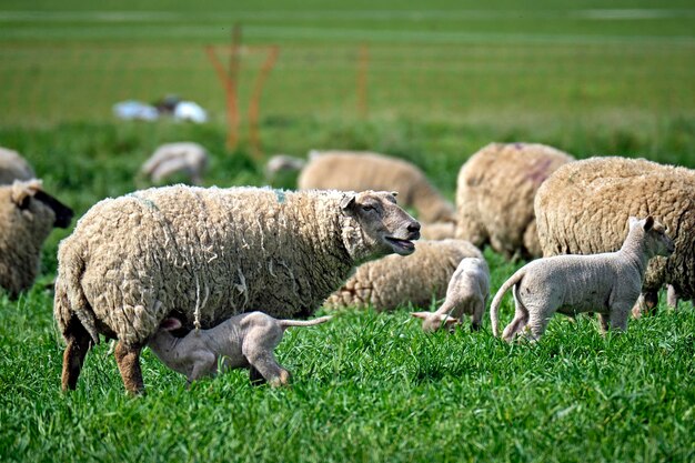 Foto las ovejas en un campo