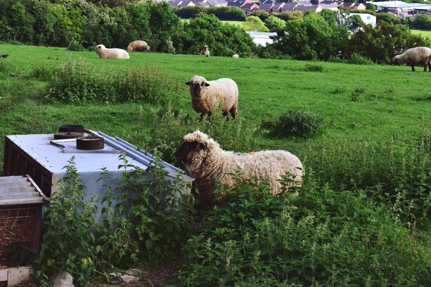 Las ovejas en un campo