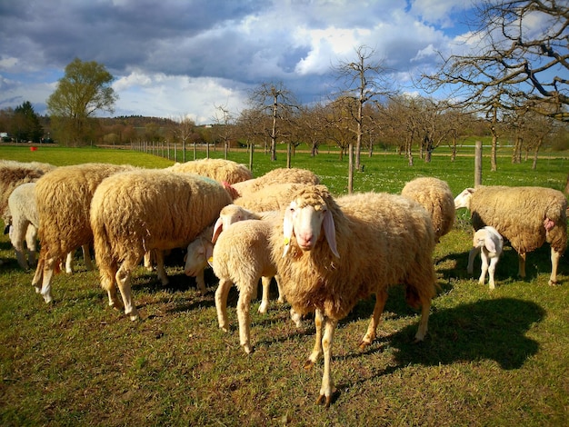 ovejas en un campo