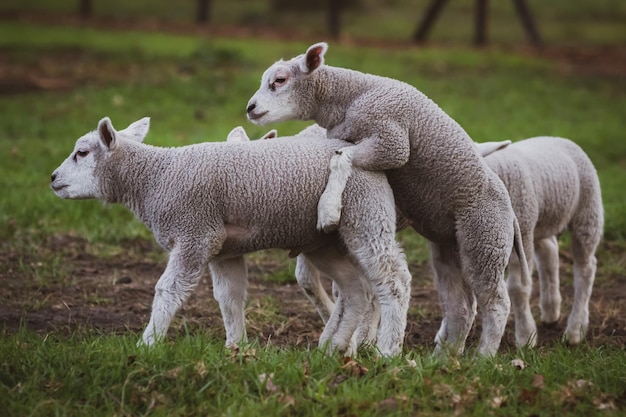 Las ovejas en un campo