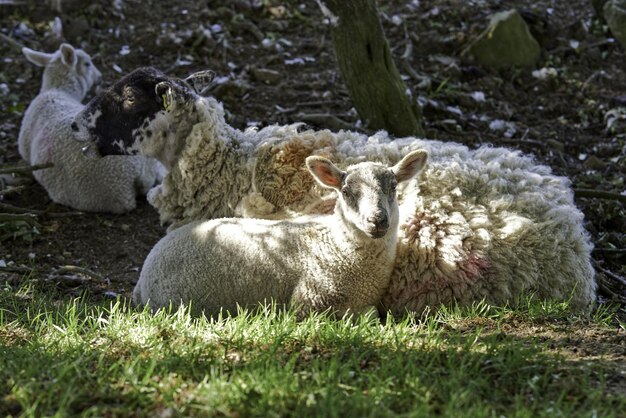 Foto las ovejas en un campo
