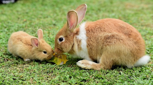 ovejas en un campo