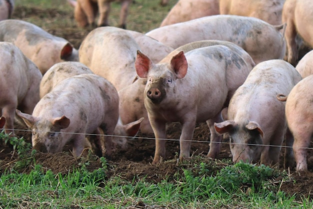 Las ovejas en un campo