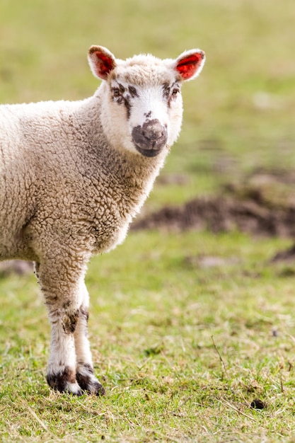 Ovejas en el campo