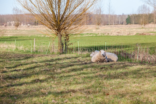 Ovejas en el campo