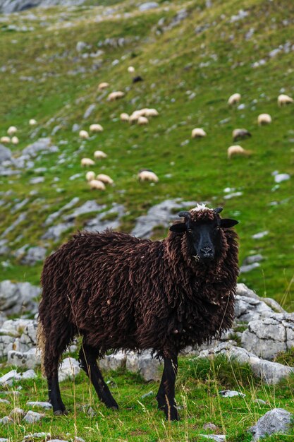 Ovejas en los campos de montaña.