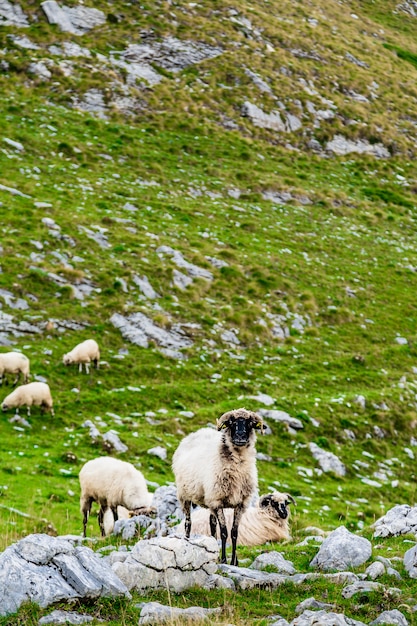 Ovejas en los campos de montaña.