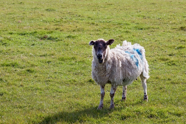 Ovejas en casa en South Downs en Sussex