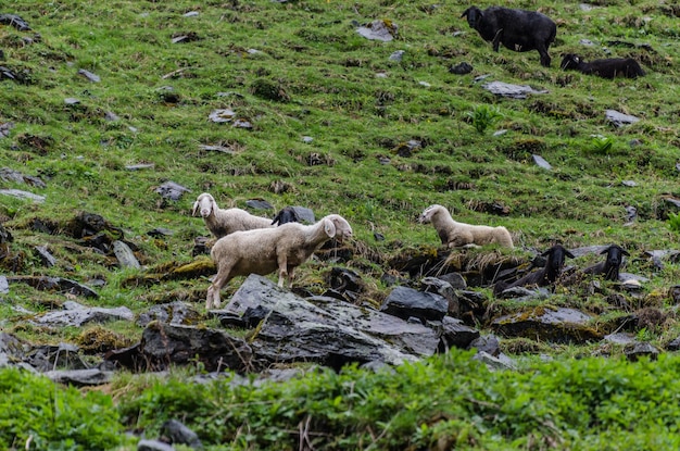 Ovejas cerca de rocas en la montaña