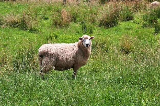 Ovejas en colinas y campos de Nueva Zelanda