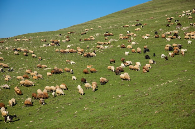 Ovejas de color en el pasto bajo un cielo azul